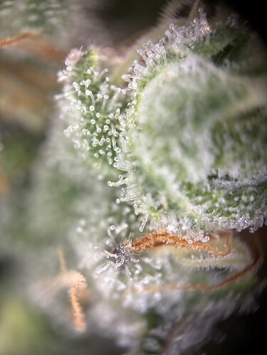 Growreport Bild 36