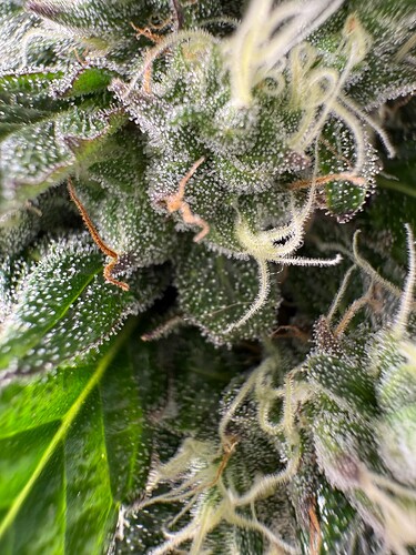 Growreport Bild 16