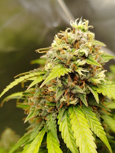 Nahaufnahme einer reifen Cannabispflanze im Blütestadium mit dichten, harzigen Blüten und grünen Blättern.
