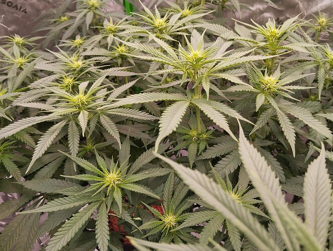 Growreport Bild 3