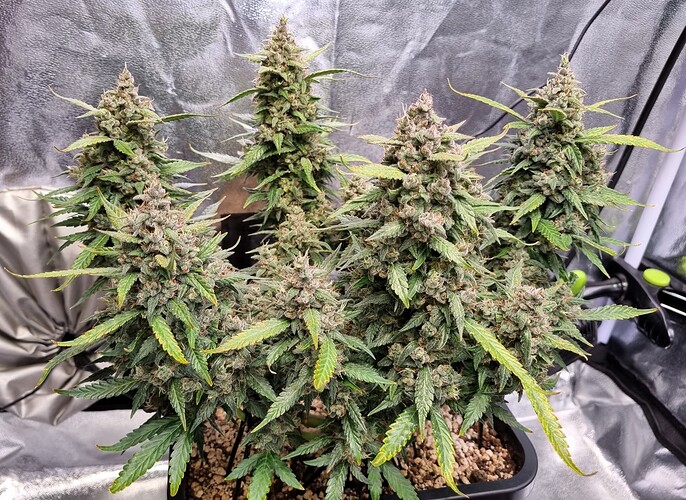Growreport Bild 38