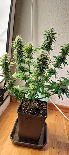 Growreport Bild 1