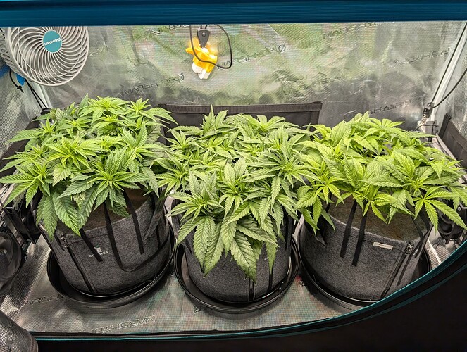 Growreport Bild 1