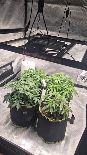 Growreport Bild 9
