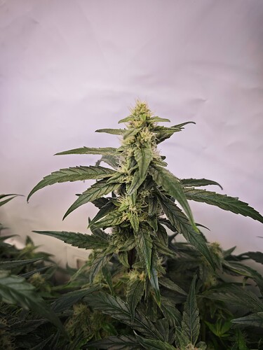 MVIMG_20251105_164628