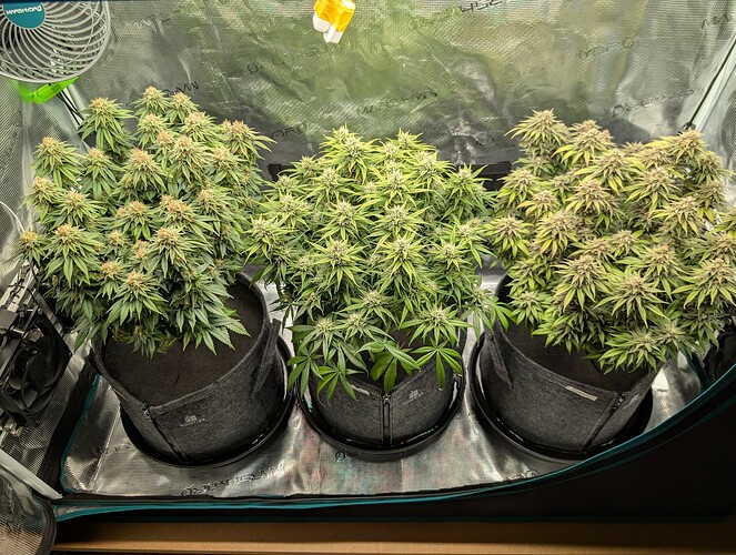 Growreport Bild 8