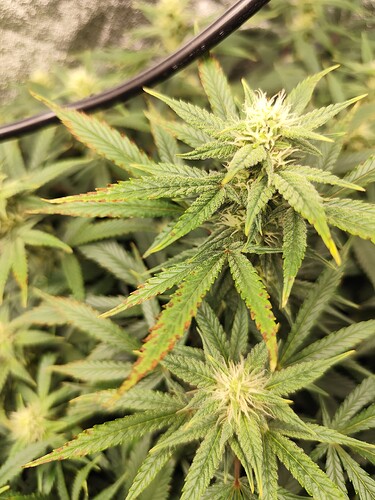 Growreport Bild 6