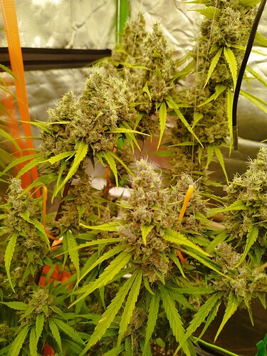 Nahaufnahme von mehreren reifen Cannabis-Buds, die an Zweigen hängen. Die Buds sind dicht und mit Trichomen bedeckt, einige zeigen violette Töne. Grüne Blätter sind sichtbar, einige vergilben leicht. Der Hintergrund ist eine reflektierende Zeltwand.