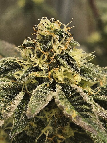 Growreport Bild 2
