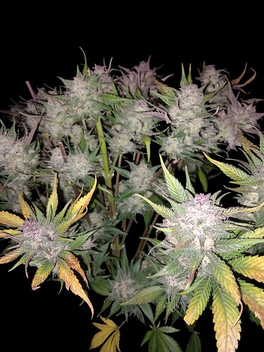 Growreport Bild 3