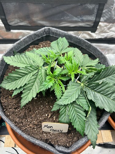 Growreport Bild 7