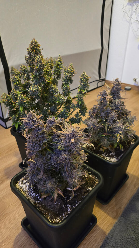 Zamnesia Monster Bud Autoflower Dünger Test by Citywok - Top oder Flop? 😂