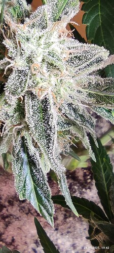 Growreport Bild 15