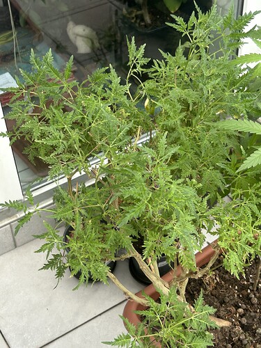 Growreport Bild 25