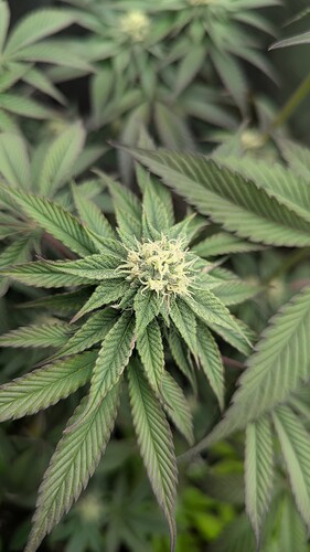 Growreport Bild 6