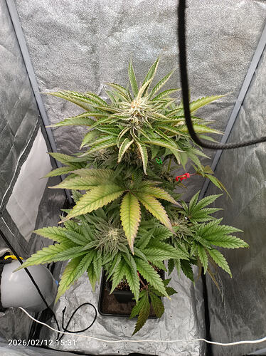 Growreport Bild 27