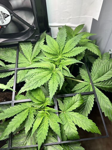 Growreport Bild 3