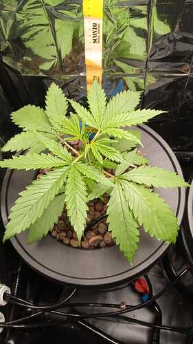 Growreport Bild 5