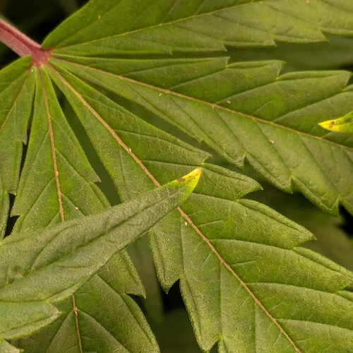 Growreport Bild 13