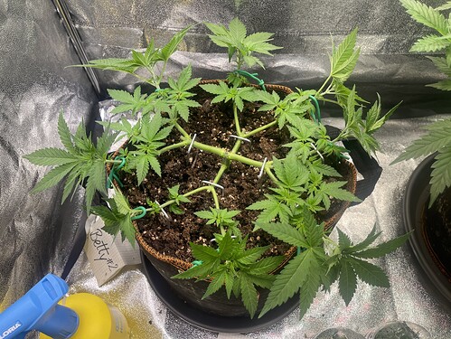 Growreport Bild 6