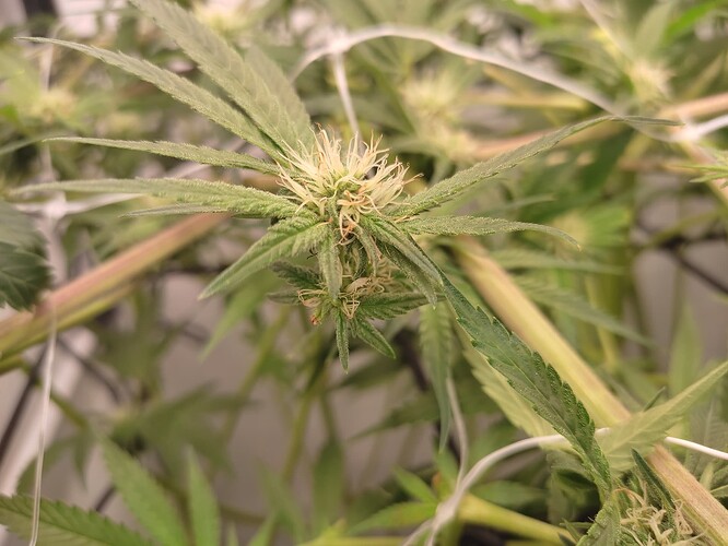 Growreport Bild 15