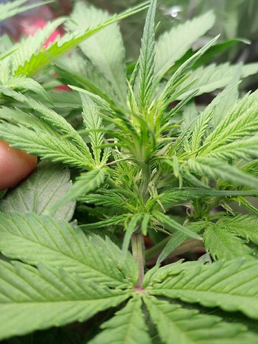 IMG_20240519_200432_PORTRAIT