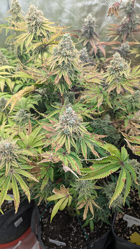 Growreport Bild 20