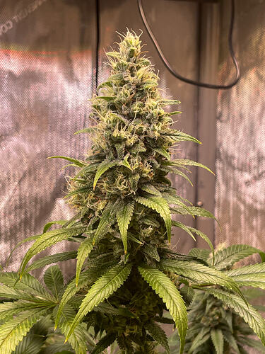 Growreport Bild 9