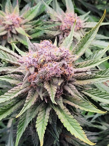 Growreport Bild 14