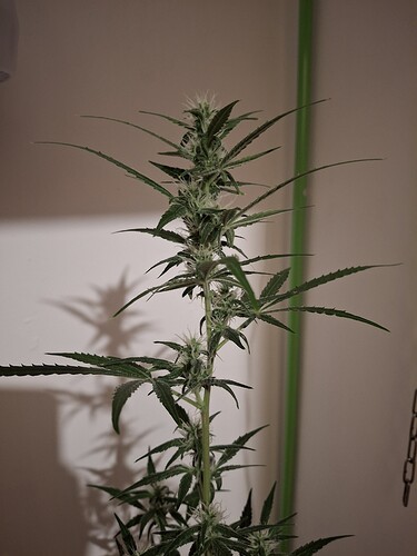 Growreport Bild 198