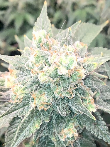 Growreport Bild 7