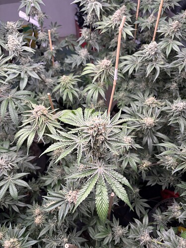 Growreport Bild 9