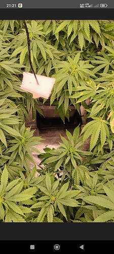 Growreport Bild 44