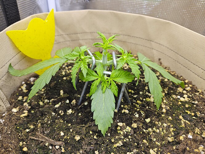 Growreport Bild 25