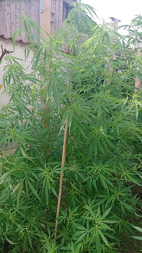 Growreport Bild 26