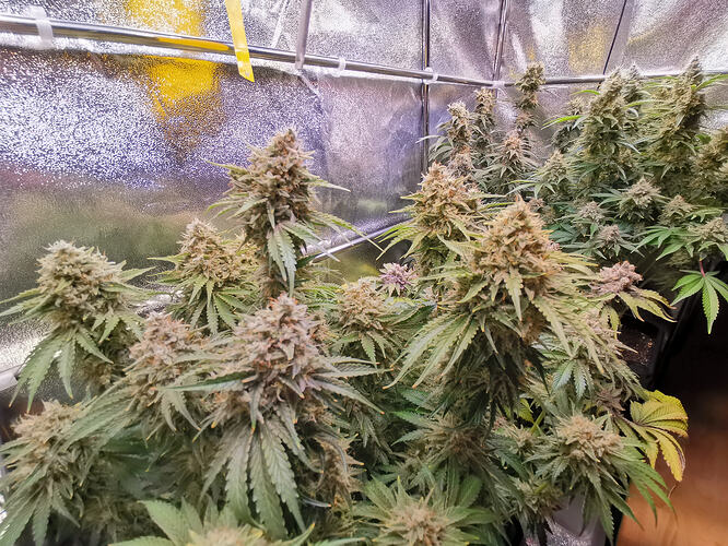 Growreport Bild 24