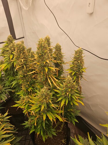 Growreport Bild 4