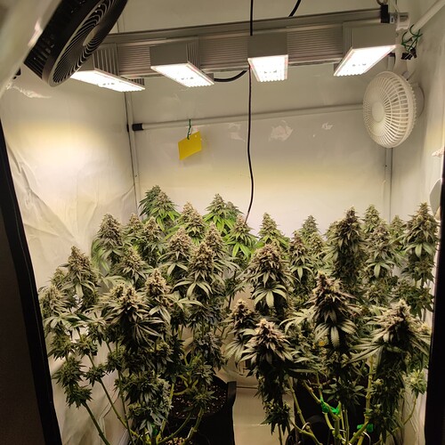 Growreport Bild 2