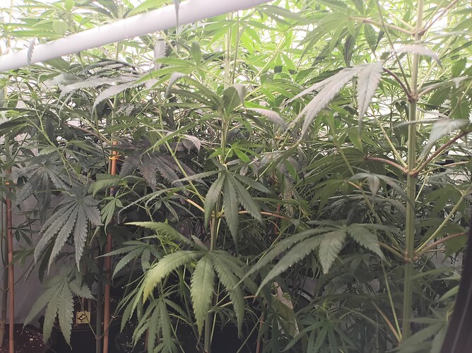 Growreport Bild 27