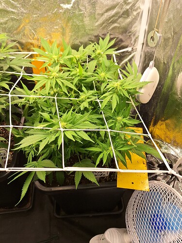 Growreport Bild 5