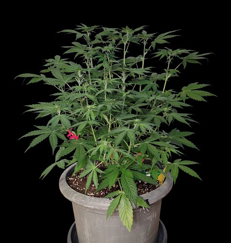 Growreport Bild 3