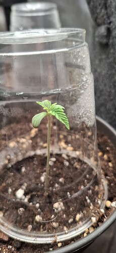 Growreport Bild 5