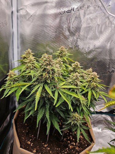 Growreport Bild 8