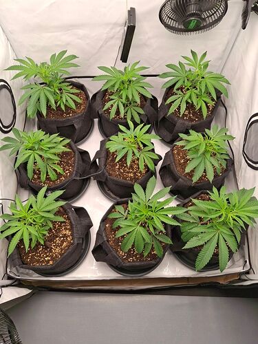 Growreport Bild 13