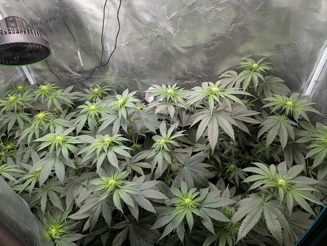Growreport Bild 3