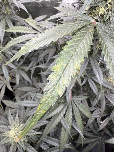 Growreport Bild 36