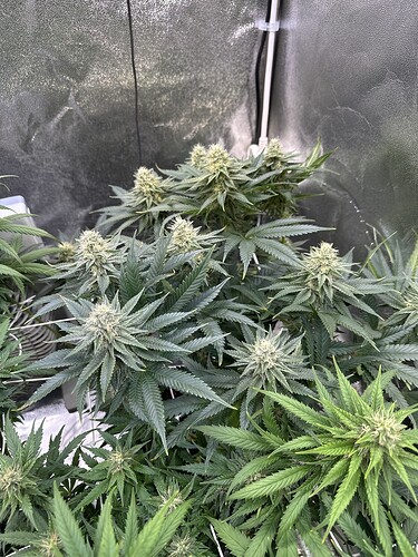 Growreport Bild 26