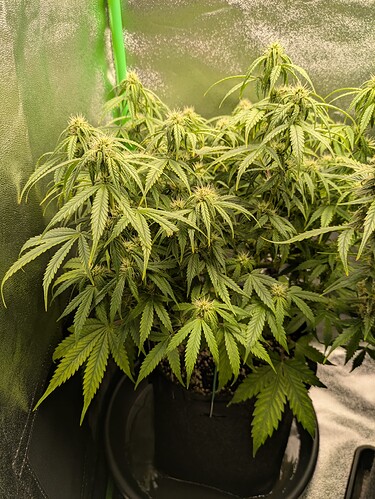 Growreport Bild 7