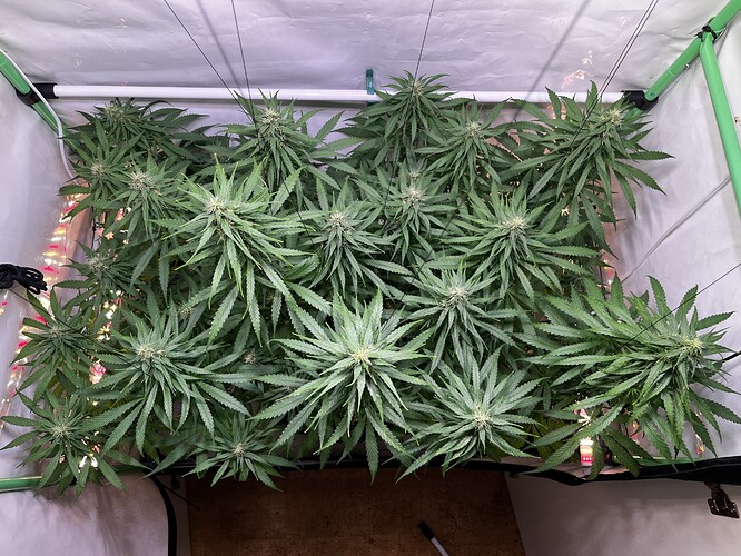Growreport Bild 3