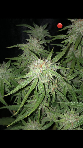 Growreport Bild 10